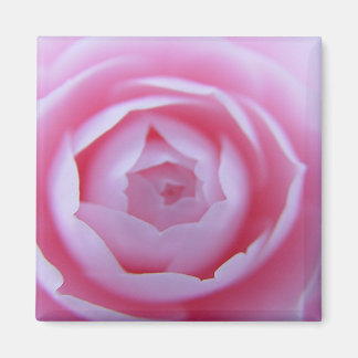 Íman Camellia Closeup Magnet