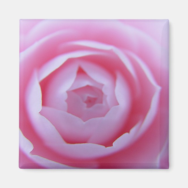 Íman Camellia Closeup Magnet (Frente)
