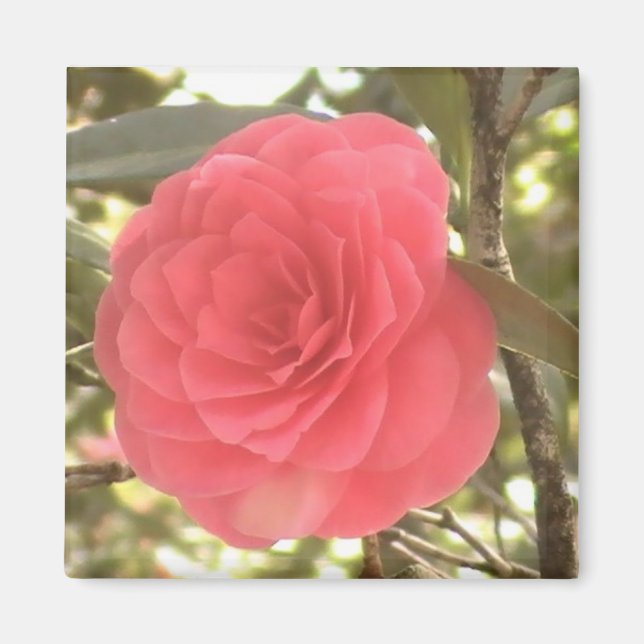 Íman Camellia Magnet (Frente)
