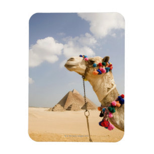 Íman Camelo com pirâmides Giza, Egipto