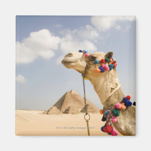 Íman Camelo com pirâmides Giza, Egipto