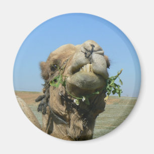 Íman Camelo mascando flores