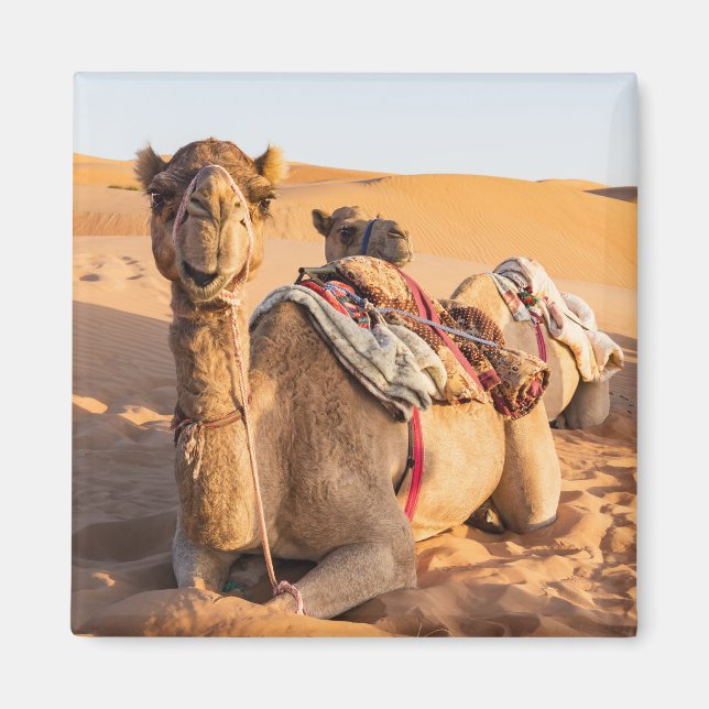 Íman Camelo no deserto de Omã (Frente)