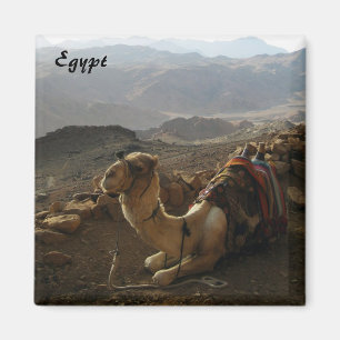 Íman Camelo no ímã de Egipto
