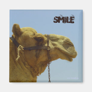 Íman Camelo sorridente no perfil - camelo no deserto