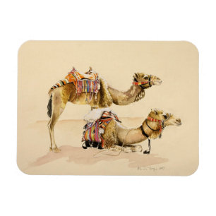 Íman Camelos de PETRA 2007