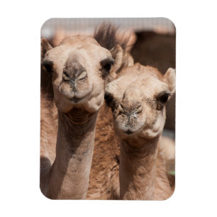 Íman Camelos no mercado de camelos em Al Ain perto de D