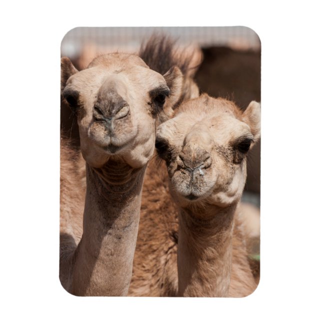 Íman Camelos no mercado de camelos em Al Ain perto de D (Vertical)