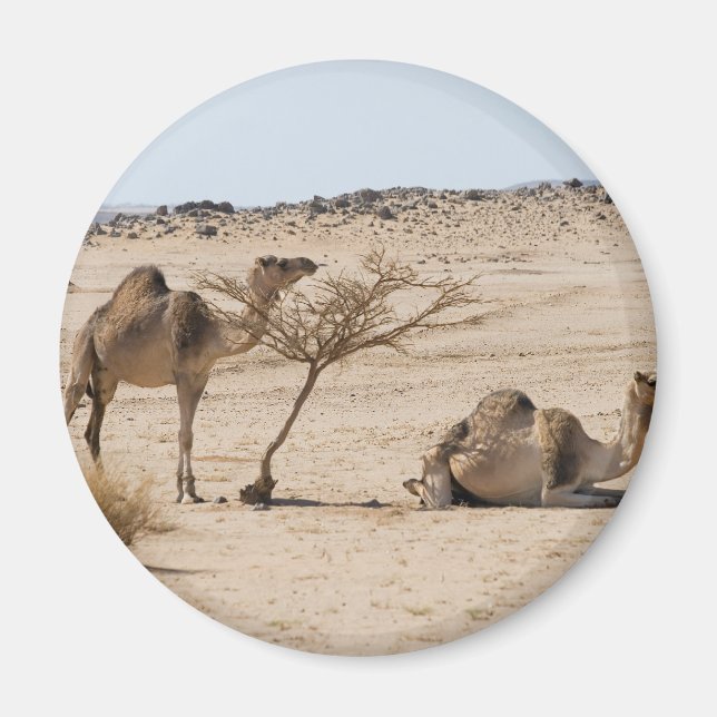 Íman Camelos Selvagens (Frente)