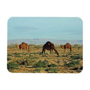 Íman Camels, Tunísia