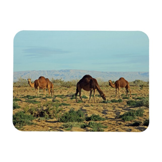 Íman Camels, Tunísia (Horizontal)