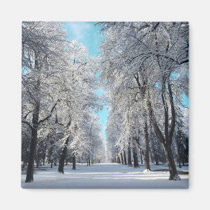 Íman caminhada de inverno no parque