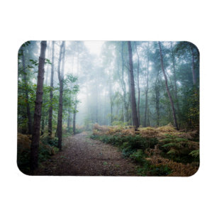 Íman Caminhada enevoada da floresta