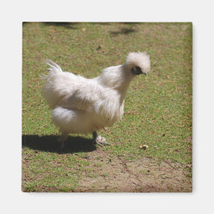 Íman Caminhada pequena de seda branca bonito da galinha