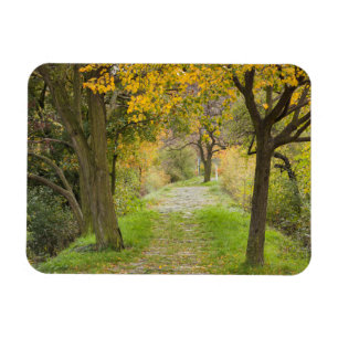Íman Caminho Arborizado no Outono