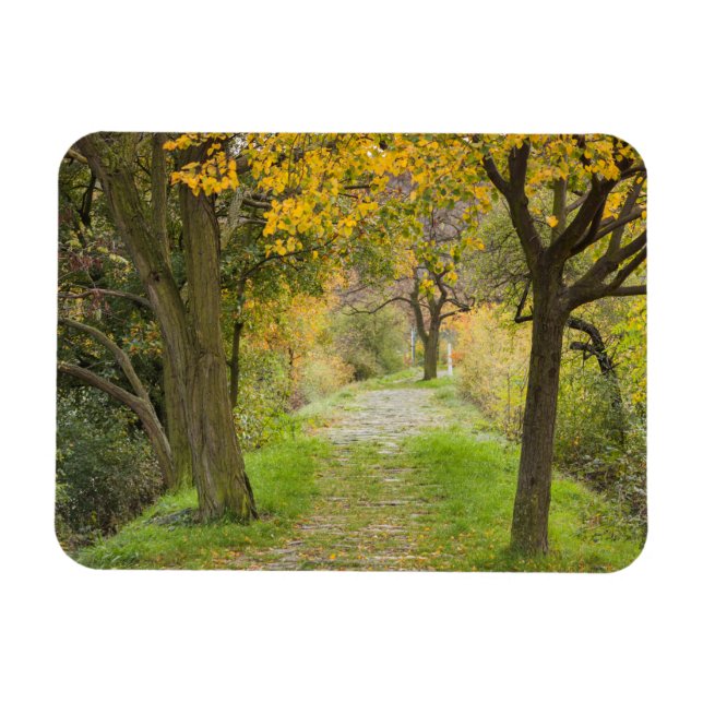 Íman Caminho Arborizado no Outono (Horizontal)