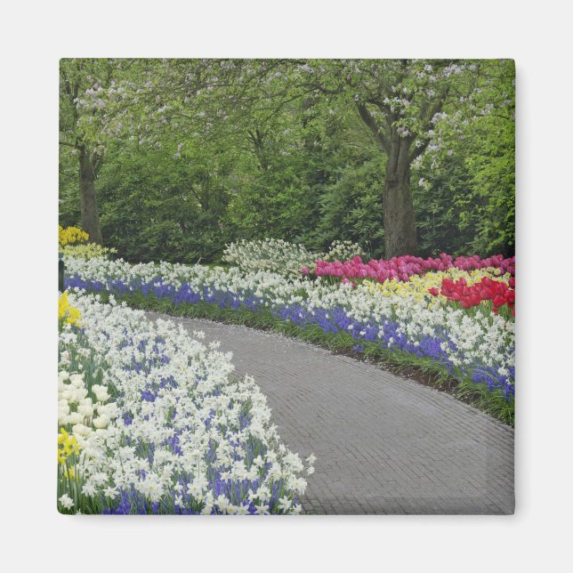 Íman Caminho de calçada através de tulipas e narcisos, (Frente)