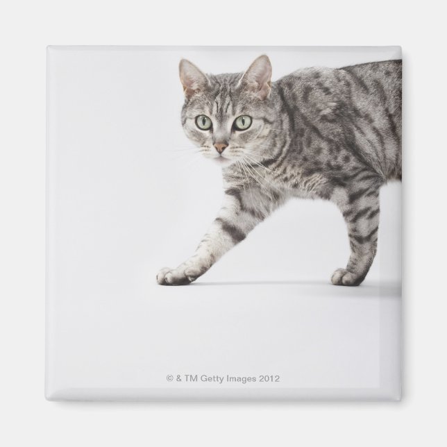 Íman Caminho de gato (Frente)