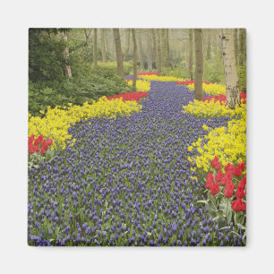 Íman Caminho de Jacinto de Uva, narcisos e
