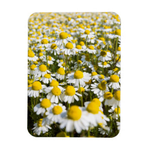 Íman Camomile Field, Hungria