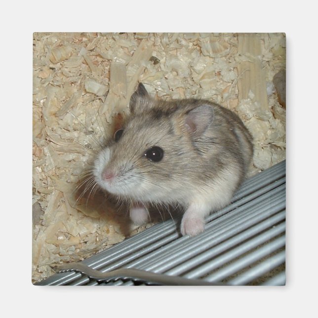 Íman Campbells Hamster (Frente)