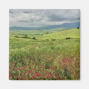 Íman Campo agrícola, região da Toscana, Itália.