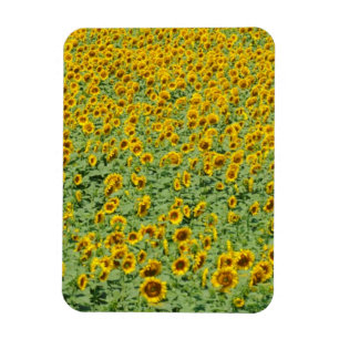 Íman Campo amarelo do girassol