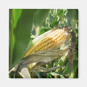 Íman Campo Corn