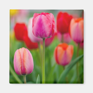 Íman Campo das tulipas