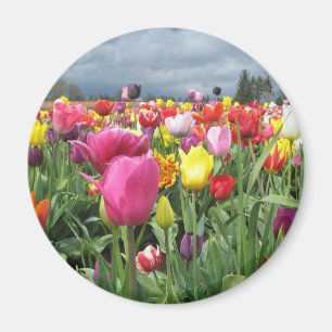 Íman Campo das tulipas