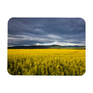 Íman Campo de canola na luz da manhã em Flathead
