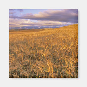 Íman Campo de cevada madura ao longo das Rochosas