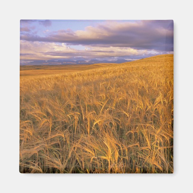 Íman Campo de cevada madura ao longo das Rochosas (Frente)