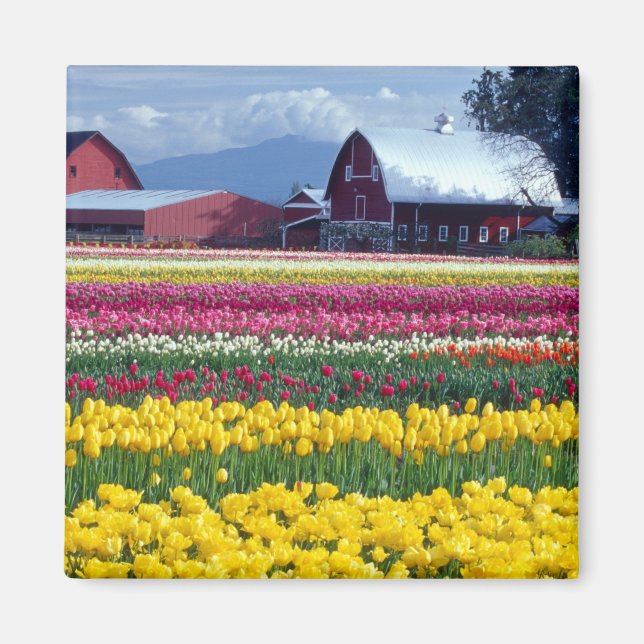 Íman Campo de exibição de tulipas (Frente)