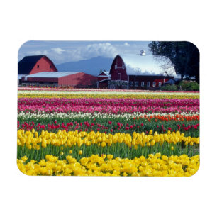 Íman Campo de exibição de tulipas