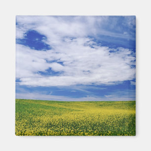 Íman Campo de flores de Canola ou Mostarda, Palouse