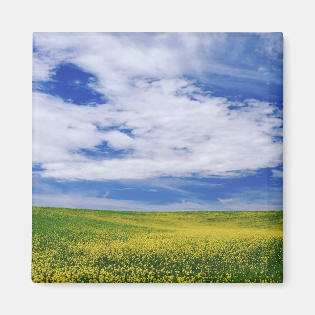 Íman Campo de flores de Canola ou Mostarda, Palouse (Frente)