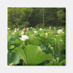Íman Campo de Flores de Lotus no Jardim de Verão
