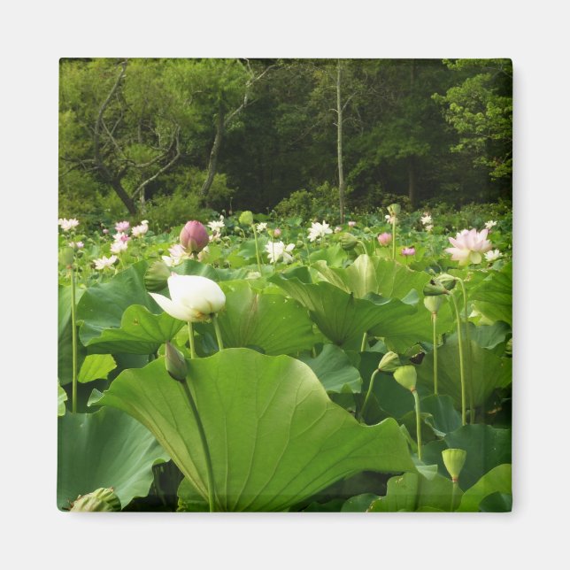 Íman Campo de Flores de Lotus no Jardim de Verão (Frente)