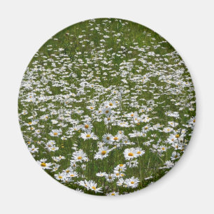 Íman Campo de flores silvestres do Alasca da Daisies