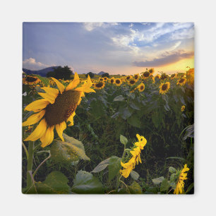 Íman Campo de girassóis de florescência