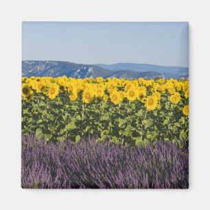 Íman Campo de girassóis e flores de lavanda,