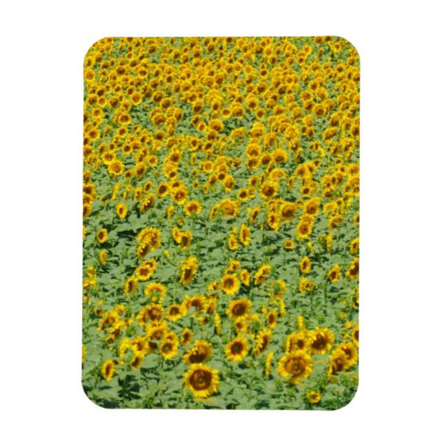Íman Campo de girassol amarelo (Vertical)