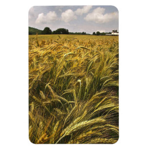 Íman Campo de grão