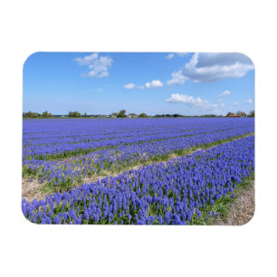 Íman Campo de Hyacinths