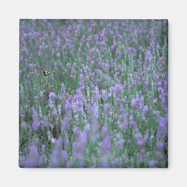 Íman Campo de lavanda (Frente)
