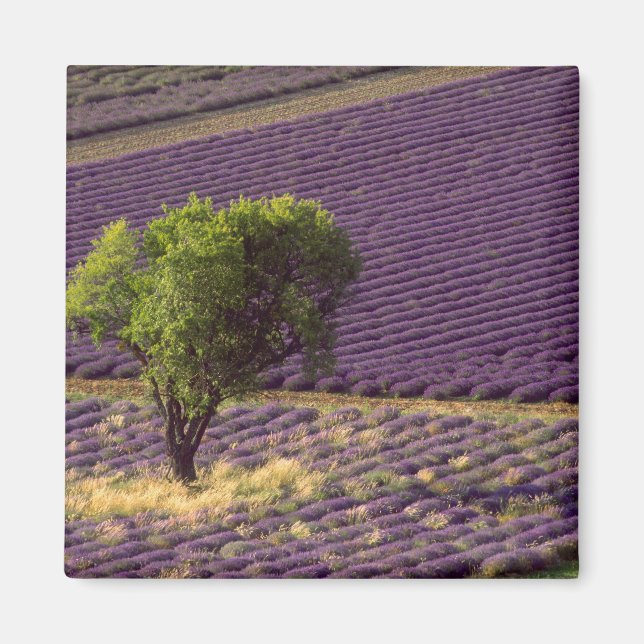 Íman Campo de lavanda na Alta Provença, França (Frente)