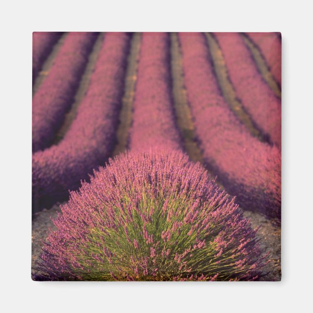 Íman Campo de lavanda na Alta Provença, França 2 (Frente)