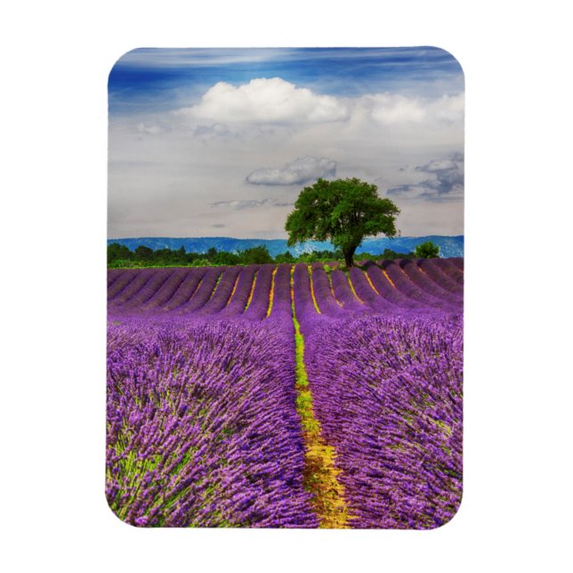 Íman Campo de lavanda panorâmico, França (Vertical)