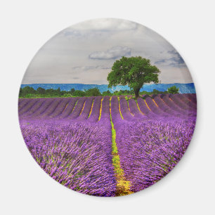 Íman Campo de lavanda panorâmico, França